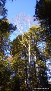 Alexandria, Ontario – Glengarry Trails