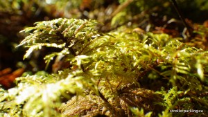 Alexandria, Ontario – Glengarry Trails